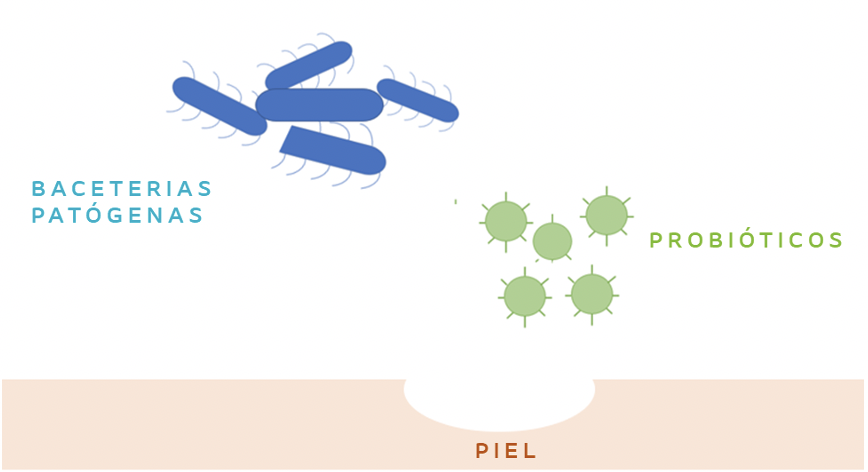 Efecto antagonista de los probióticos