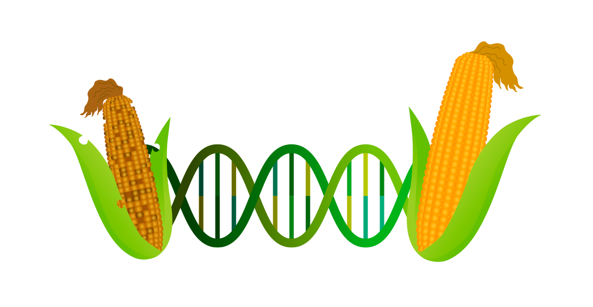 Alimentos transgenicos